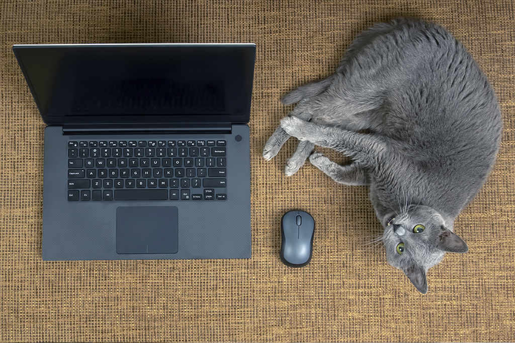Mascotas en el trabajo remoto